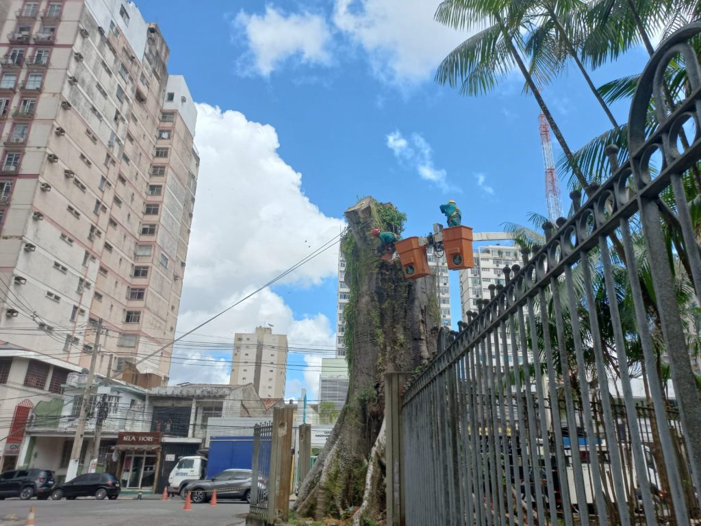 Agentes da Secretaria Municipal de Meio Ambiente trabalham para suprimir o tronco da samaumeira da Praça Santuário de Nazaré, em Belém